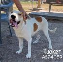 TUCKER's profile on Petfinder.com