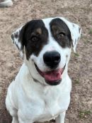 DARIAX's profile on Petfinder.com