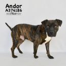 ANDOR's profile on Petfinder.com