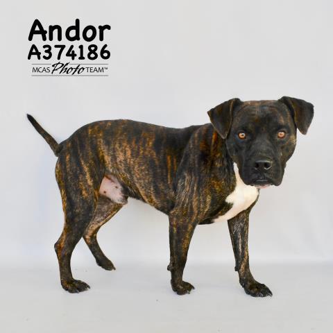 ANDOR 1