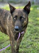 DUKE's profile on Petfinder.com