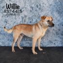 WILLIE's profile on Petfinder.com