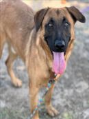 SHILOH's profile on Petfinder.com