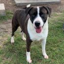 DORIAN's profile on Petfinder.com