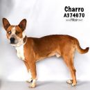 CHARRO's profile on Petfinder.com