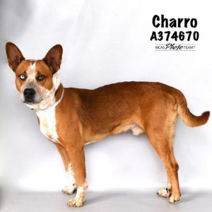 CHARRO