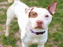 TRACKER's profile on Petfinder.com