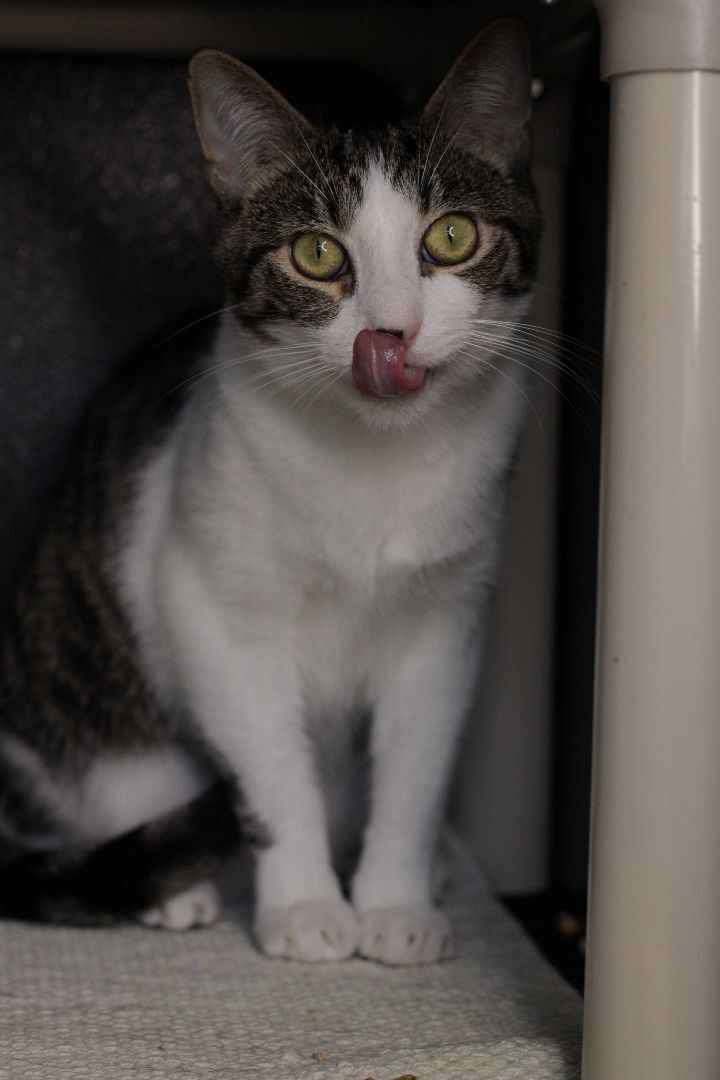 Rocky Horror , an adoptable Domestic Short Hair in Los Angeles, CA_image-2