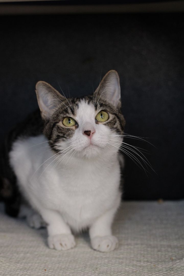 Rocky Horror , an adoptable Domestic Short Hair in Los Angeles, CA_image-5