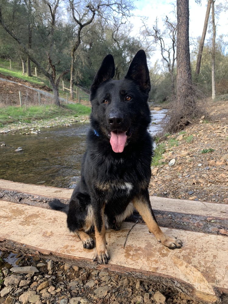 Creed, an adoptable German Shepherd Dog, Border Collie in Shingle Springs, CA, 95682 | Photo Image 1