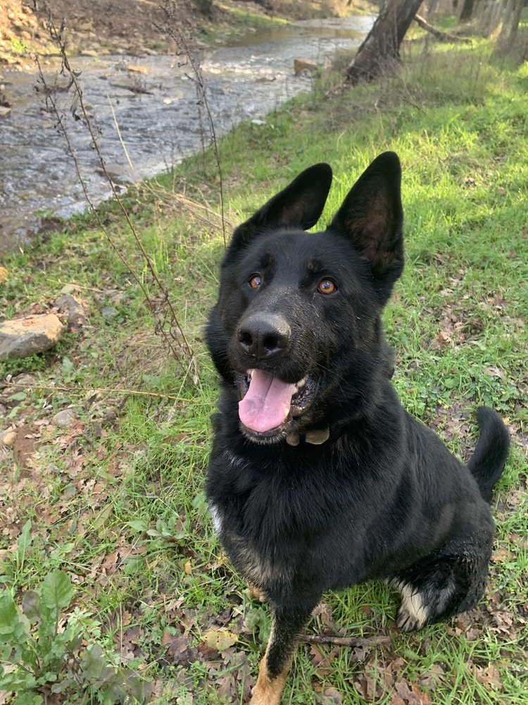 Creed, an adoptable German Shepherd Dog, Border Collie in Shingle Springs, CA, 95682 | Photo Image 2