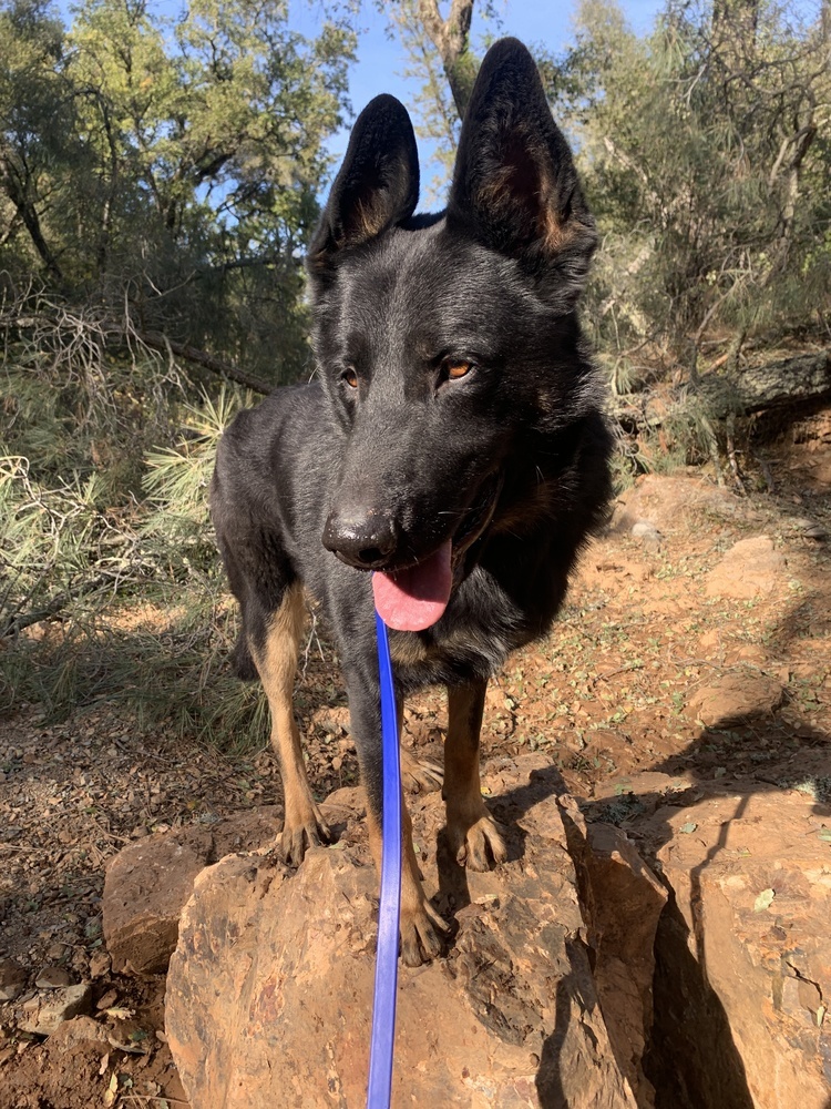 Creed, an adoptable German Shepherd Dog, Border Collie in Shingle Springs, CA, 95682 | Photo Image 3