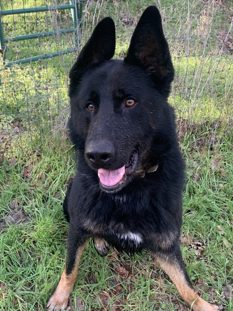 Creed, an adoptable German Shepherd Dog, Border Collie in Shingle Springs, CA, 95682 | Photo Image 4