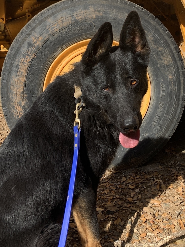 Creed, an adoptable German Shepherd Dog, Border Collie in Shingle Springs, CA, 95682 | Photo Image 5