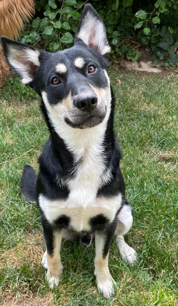 Maverick, an adoptable Husky, Cattle Dog in Salt Lake City, UT, 84117 | Photo Image 2