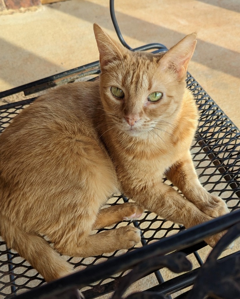 Sherbet, an adoptable Domestic Short Hair in Hoover , AL, 35226 | Photo Image 1