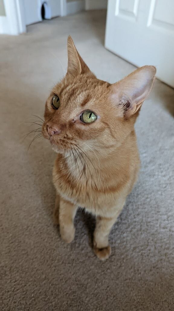 Sherbet, an adoptable Domestic Short Hair in Hoover , AL, 35226 | Photo Image 2