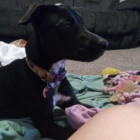 Kirby, an adoptable Black Labrador Retriever in Wichita, KS, 67278 | Photo Image 1
