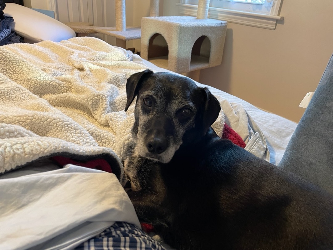 Queso, an adoptable Dachshund in East Haddam, CT, 06423 | Photo Image 1