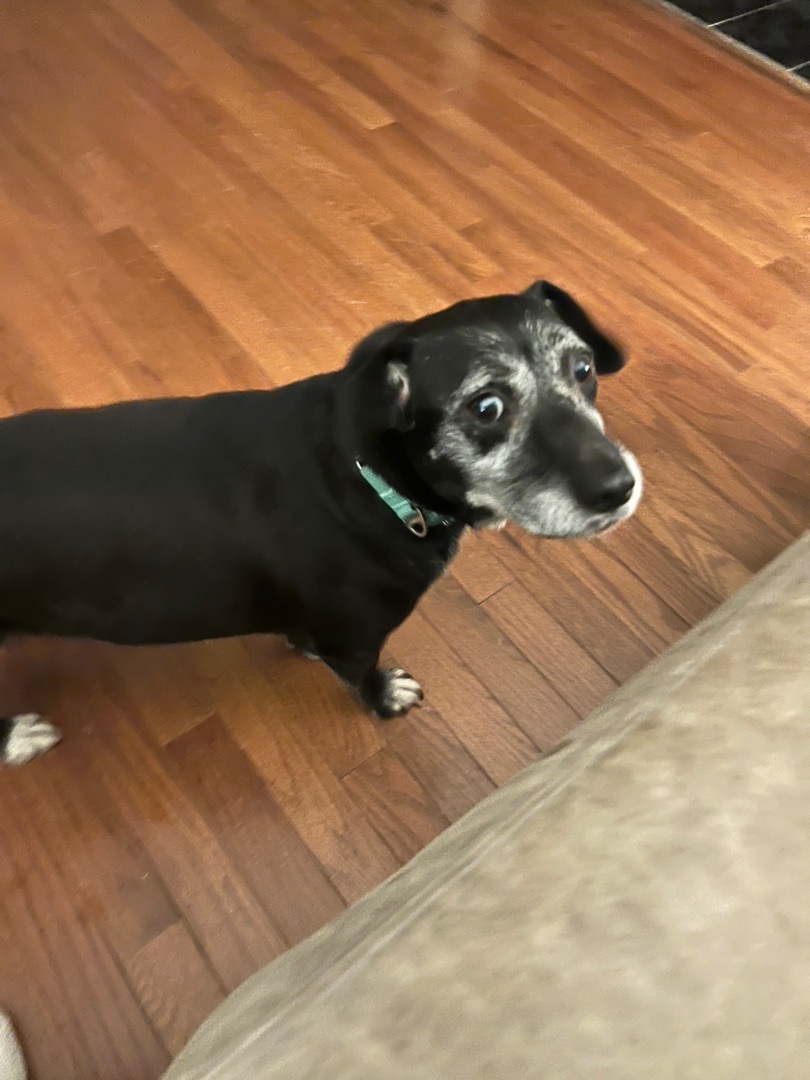 Queso, an adoptable Dachshund in East Haddam, CT, 06423 | Photo Image 2