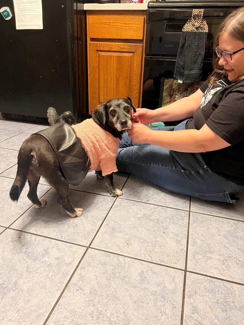 Queso, an adoptable Dachshund in East Haddam, CT, 06423 | Photo Image 3