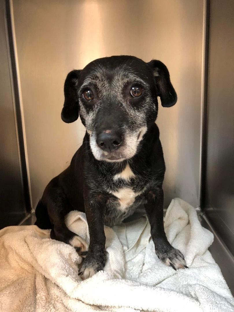 Queso, an adoptable Dachshund in East Haddam, CT, 06423 | Photo Image 4