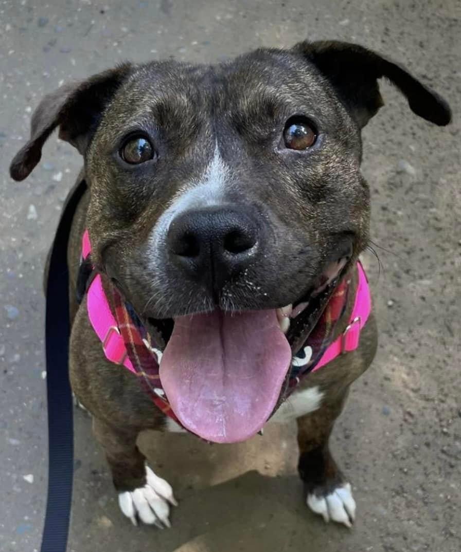 Princess Penny *Excellent House Manners*, an adoptable Pit Bull Terrier, Staffordshire Bull Terrier in Oxford, MI, 48371 | Photo Image 3