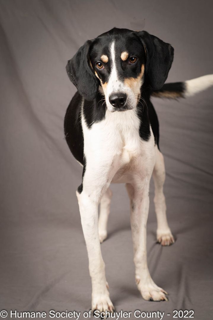 Johnny, an adoptable Treeing Walker Coonhound Mix in Montour Falls, NY_image-3