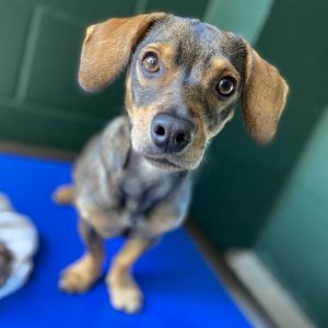 acadiana animal aid petfinder