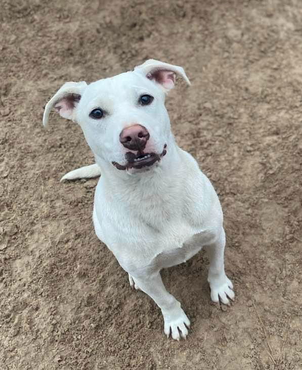 Ruger, an adoptable Pit Bull Terrier in Gun Barrel City, TX, 75147 | Photo Image 1