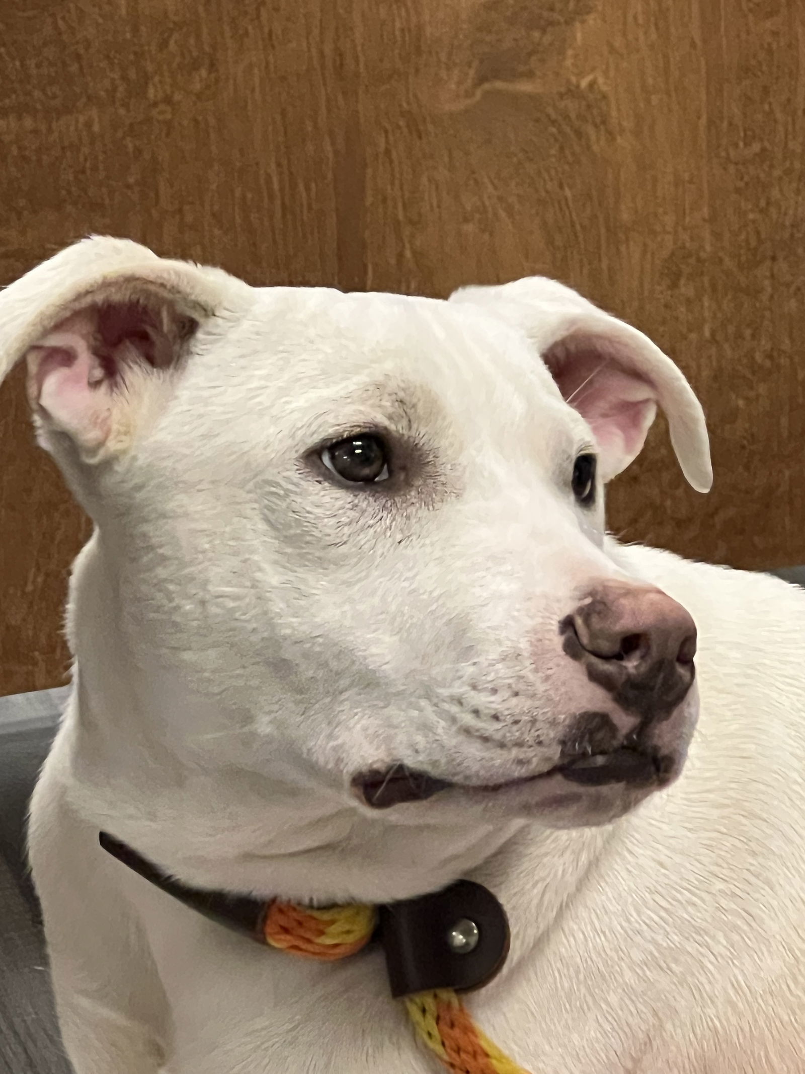 Ruger, an adoptable Pit Bull Terrier in Gun Barrel City, TX, 75147 | Photo Image 2