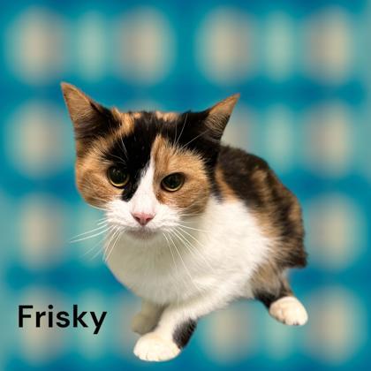 Frisky, an adoptable Domestic Short Hair in Cumberland, MD_image-1