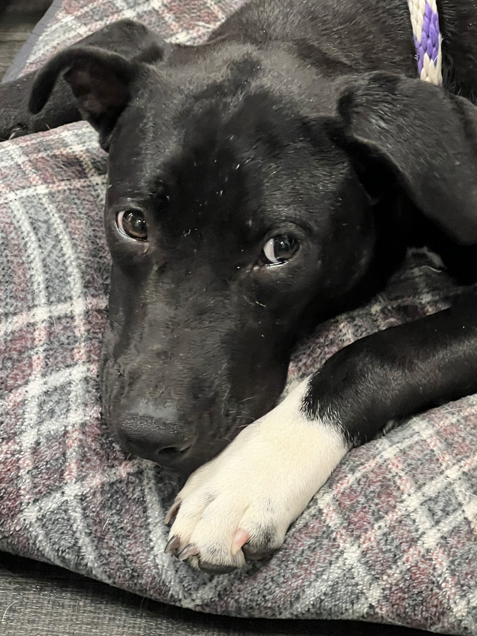 Keta, an adoptable Black Labrador Retriever, Terrier in Gun Barrel City, TX, 75147 | Photo Image 1