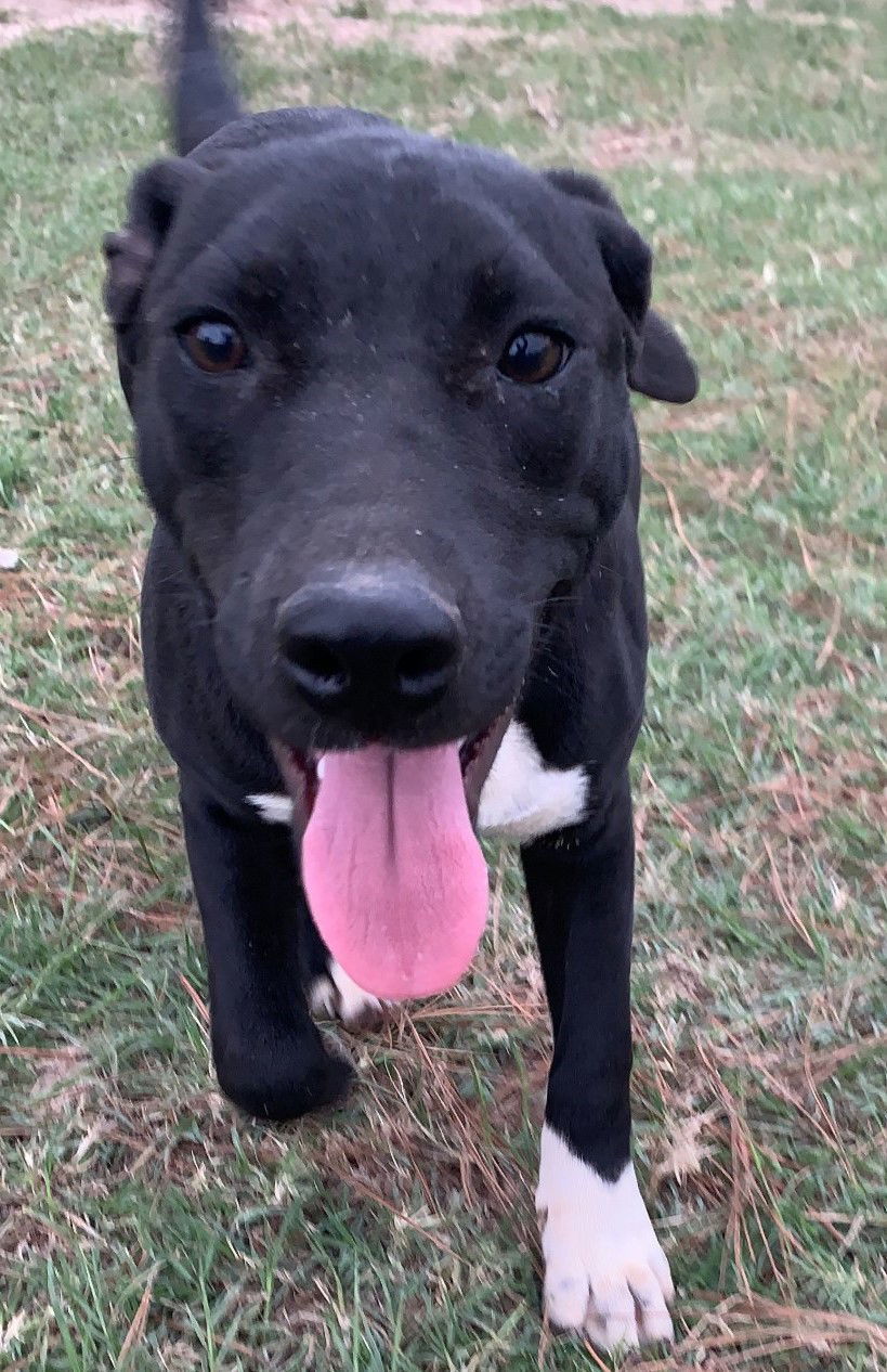 Keta, an adoptable Black Labrador Retriever, Terrier in Gun Barrel City, TX, 75147 | Photo Image 2