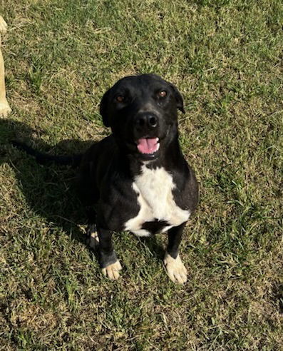 Keta, an adoptable Black Labrador Retriever, Terrier in Gun Barrel City, TX, 75147 | Photo Image 2