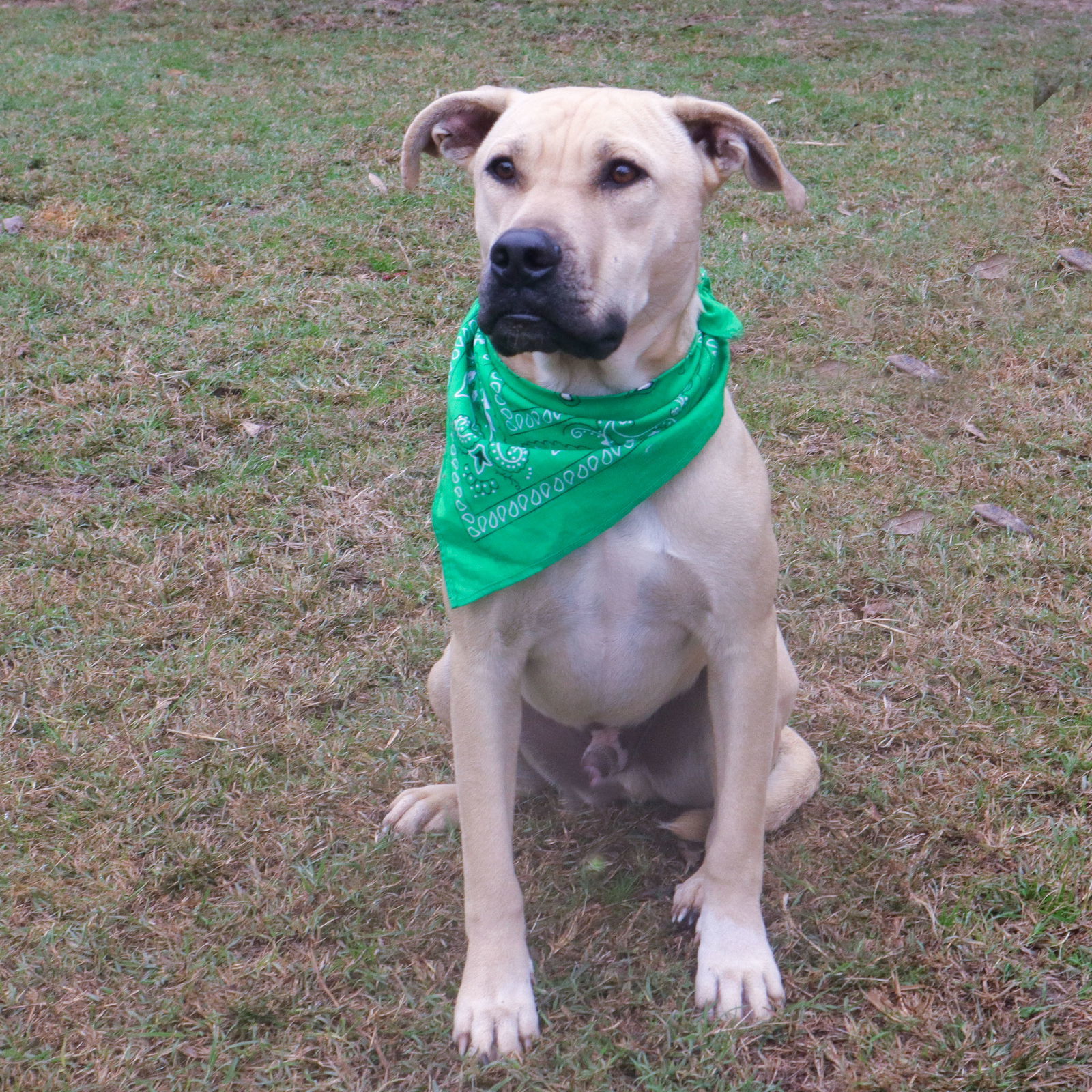 Chester, an adoptable Yellow Labrador Retriever, Pit Bull Terrier in Gun Barrel City, TX, 75147 | Photo Image 1