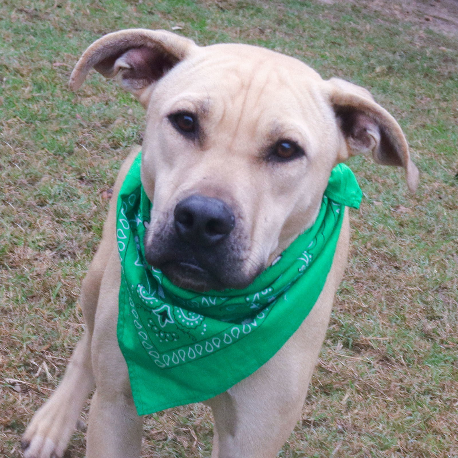 Chester, an adoptable Yellow Labrador Retriever, Pit Bull Terrier in Gun Barrel City, TX, 75147 | Photo Image 2