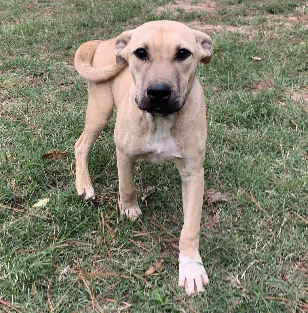 Chester, an adoptable Yellow Labrador Retriever, Pit Bull Terrier in Gun Barrel City, TX, 75147 | Photo Image 3