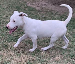 J.J., Young Male Pit Bull Terrier