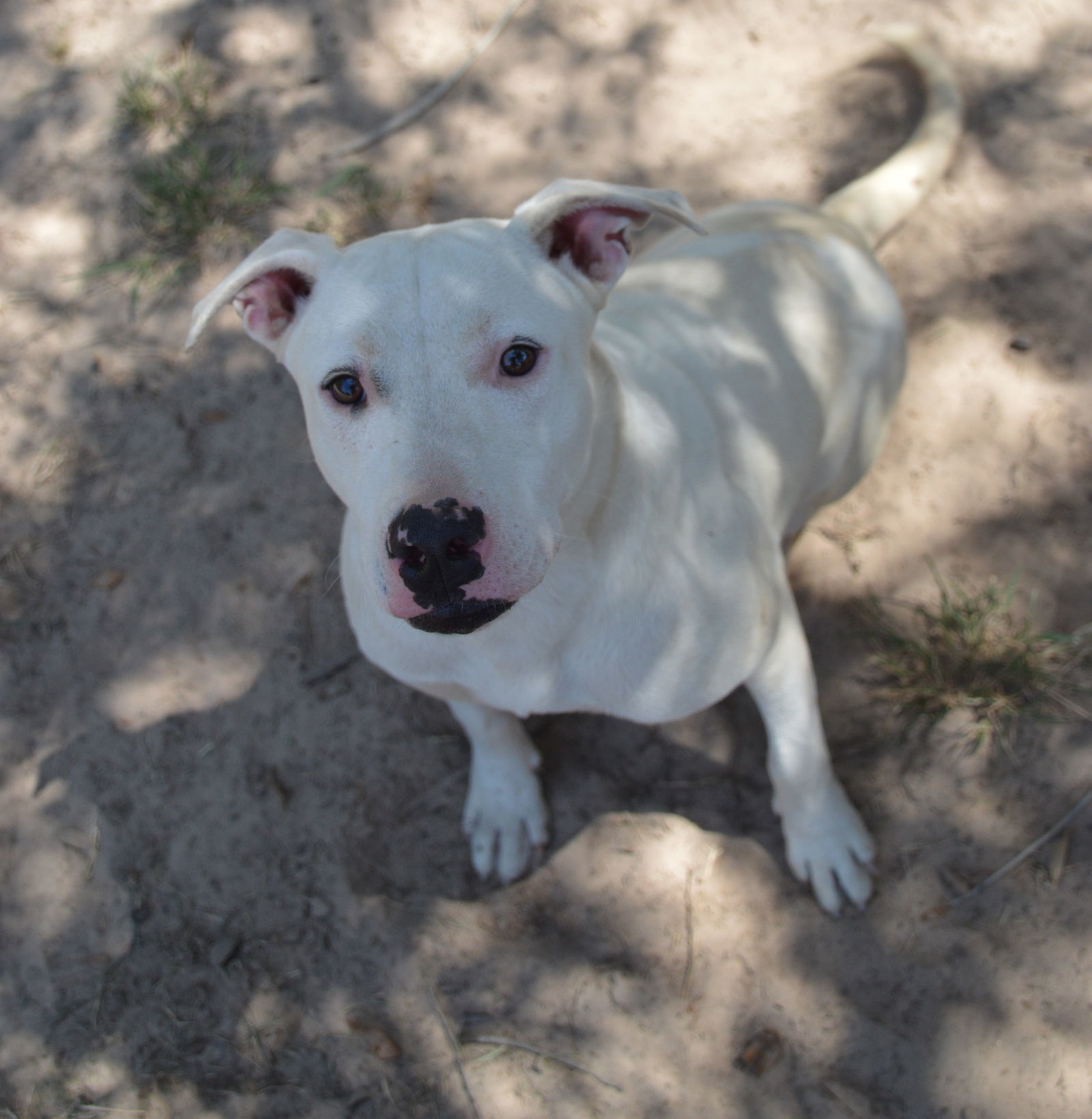 J.J., an adoptable Pit Bull Terrier in Gun Barrel City, TX, 75147 | Photo Image 2