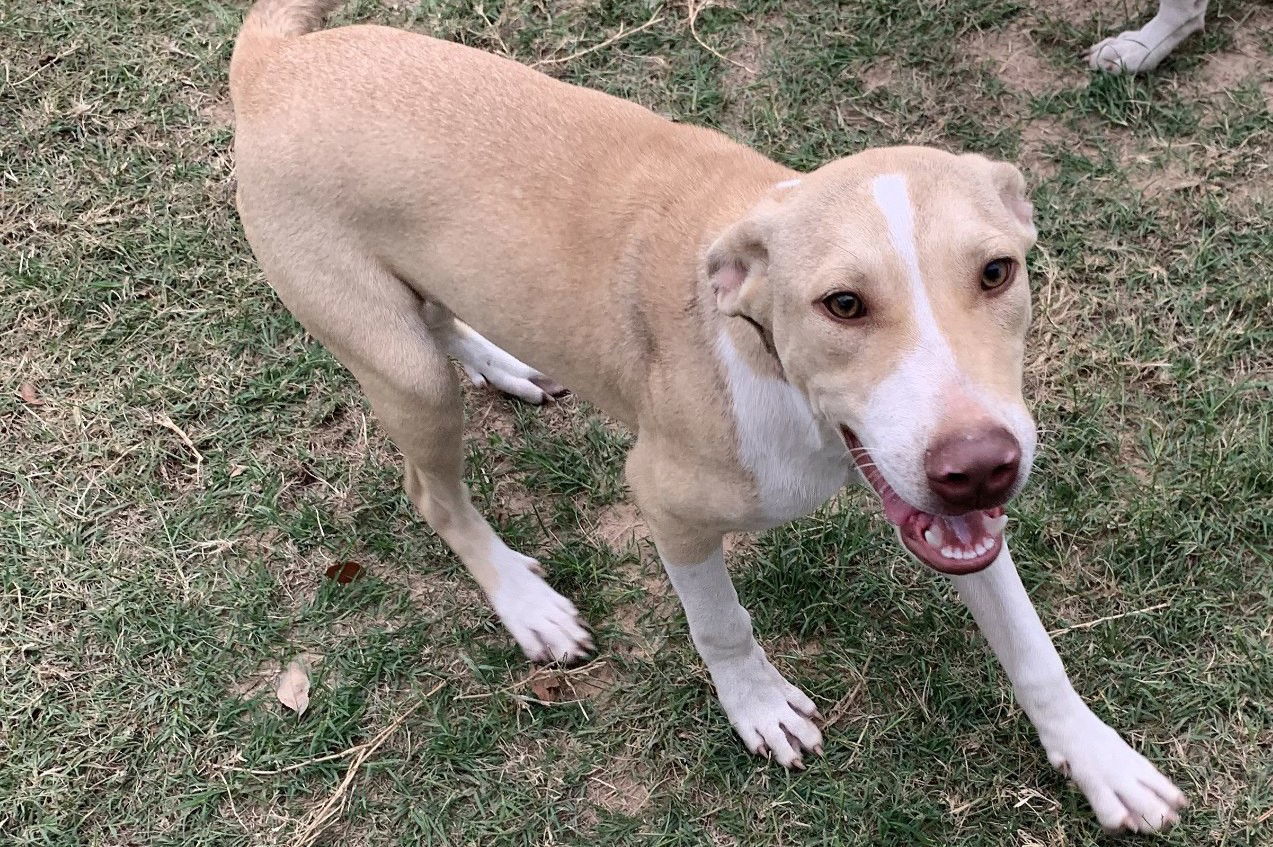 Jiffy, an adoptable Pit Bull Terrier in Gun Barrel City, TX, 75147 | Photo Image 2