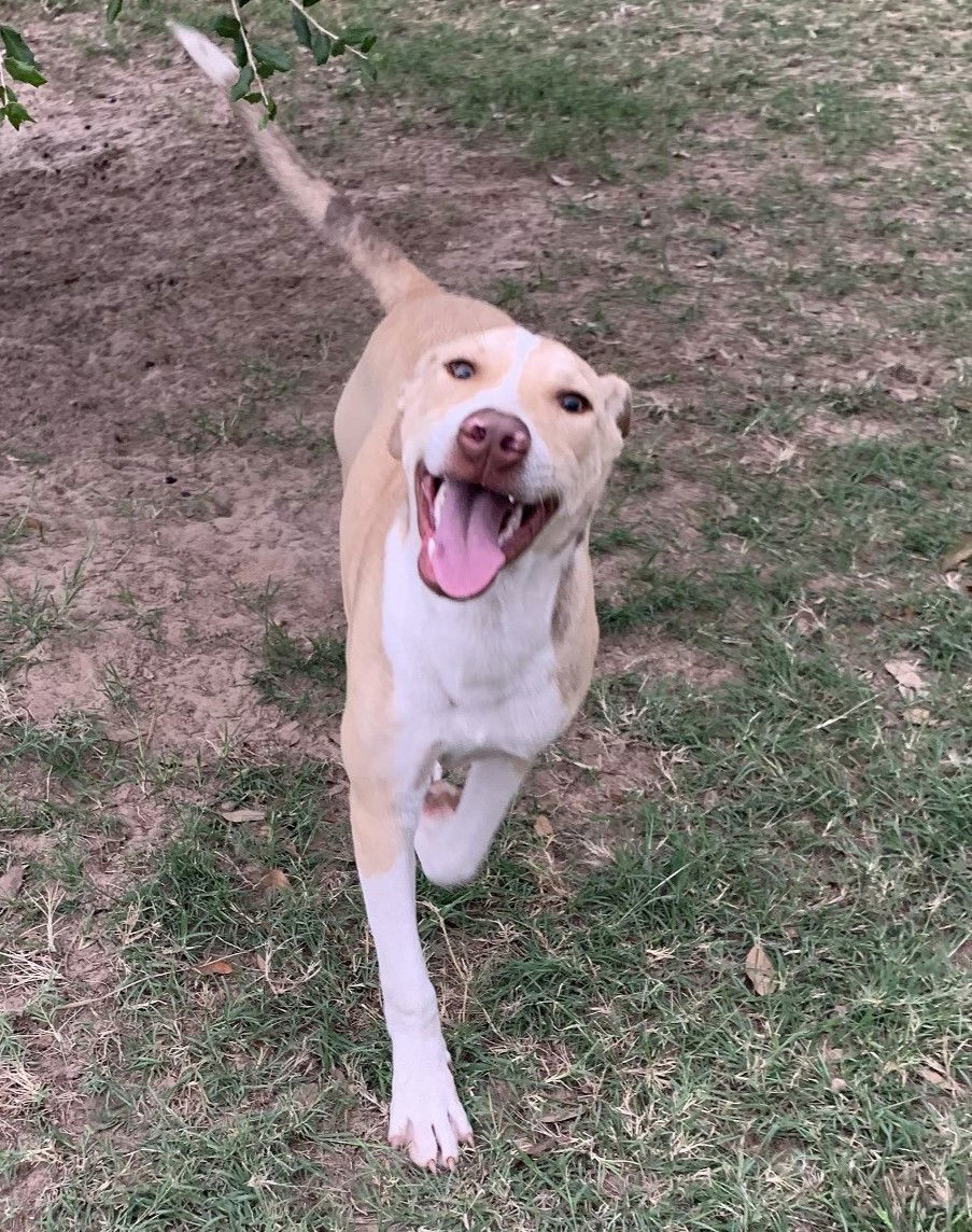 Jiffy, an adoptable Pit Bull Terrier in Gun Barrel City, TX, 75147 | Photo Image 3