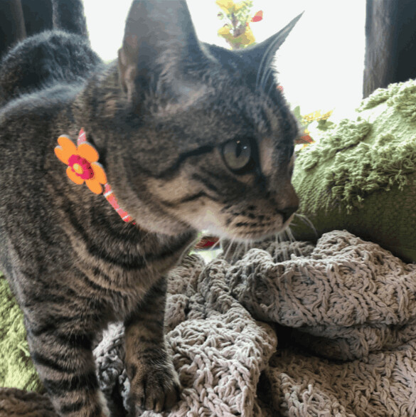 Jersey, an adoptable Tabby Mix in Baton Rouge, LA_image-2