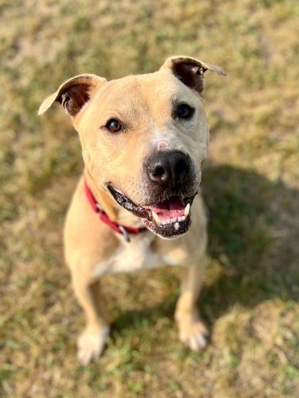 Finnegan, an adoptable Mixed Breed in Traverse City, MI, 49696 | Photo Image 3