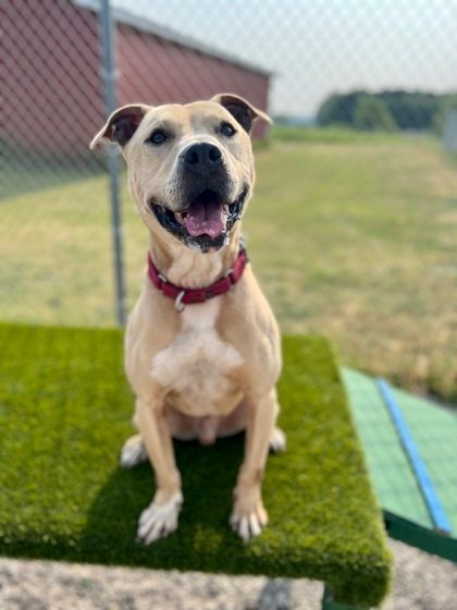 Finnegan, an adoptable Mixed Breed in Traverse City, MI, 49696 | Photo Image 5