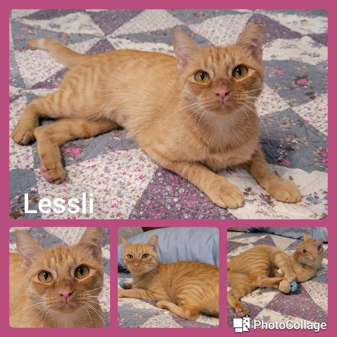 Lessli, an adoptable Domestic Short Hair in Fort Worth, TX, 76121 | Photo Image 1