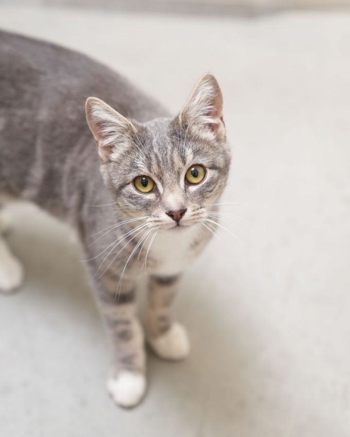 Small Fry, an adopted Domestic Short Hair in Boise, ID_image-1