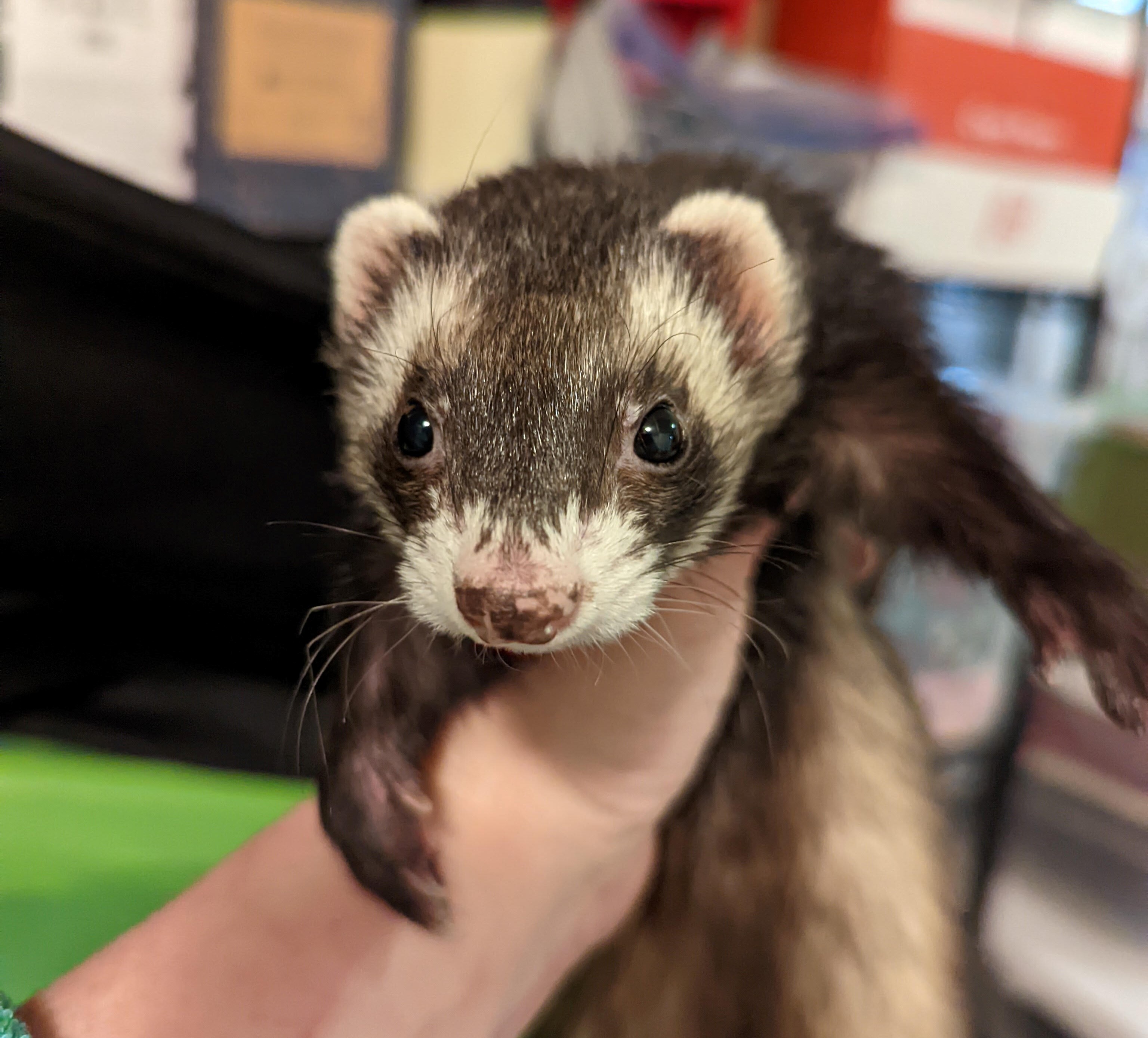 Ferret for adoption Stella, a Ferret in Carlton, OR Petfinder