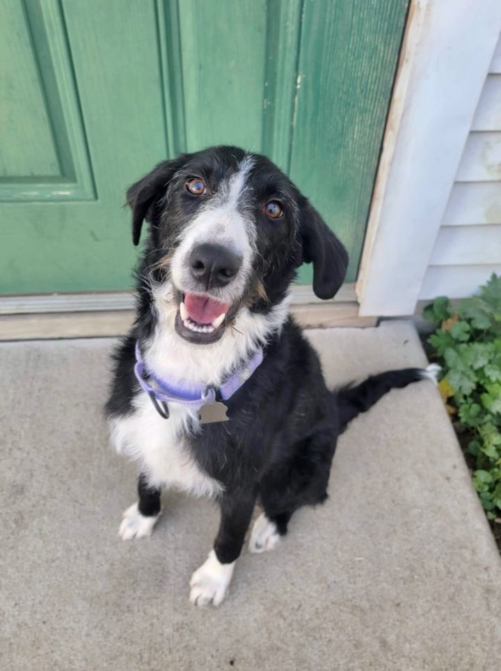 Millie, an adopted Standard Poodle & Border Collie Mix in Holly, MI_image-1