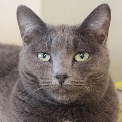 Wunka, an adoptable Domestic Short Hair in Tucson, AZ, 85711 | Photo Image 1